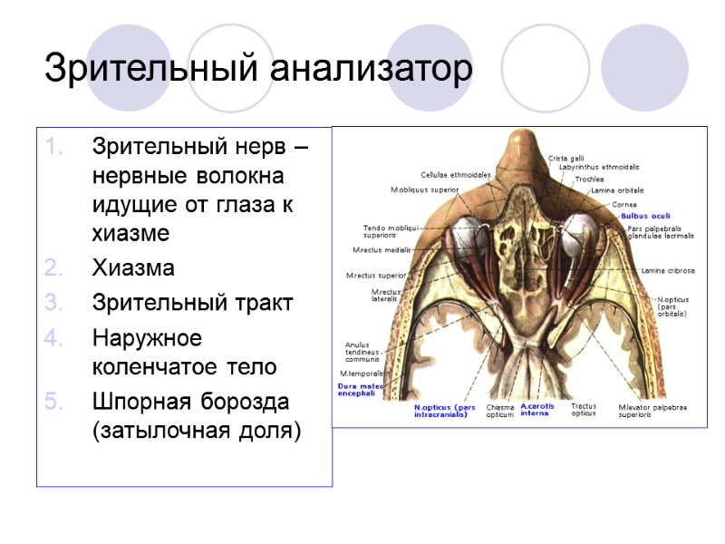Зрительный анализатор Зрительный нерв – нервные волокна идущие от глаза к хиазме Хиазма 